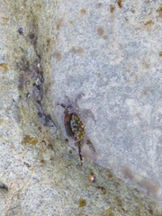 Pachygrapsus crassipes