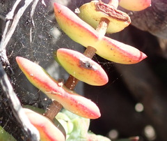 Crassula perforata perforata