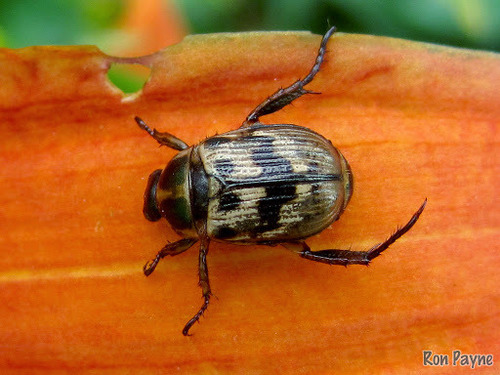 Oriental Beetle, photo 6 of 8