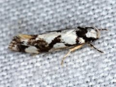 Machetis aphrobola