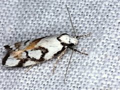 Cosmaresta anarrecta