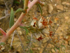 Phylica strigulosa