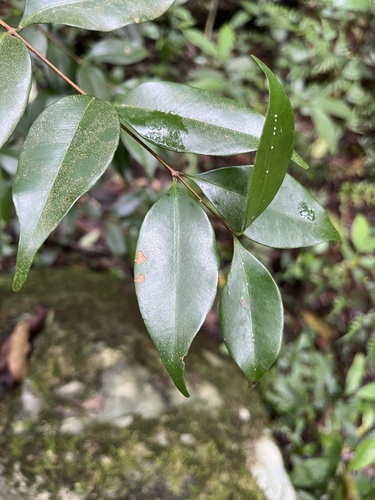 Syzygium hancei observed 2024-05-26