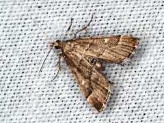 Diplopseustis prophetica