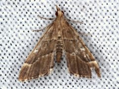 Diplopseustis prophetica