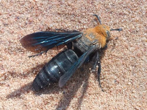 Campsomeriella caelebs (Sichel, 1864)