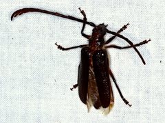 Enneaphyllus aeneipennis