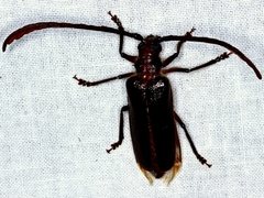 Enneaphyllus aeneipennis