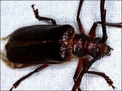 Enneaphyllus aeneipennis