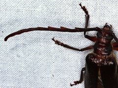 Enneaphyllus aeneipennis