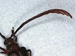 Enneaphyllus aeneipennis