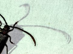 Enneaphyllus aeneipennis