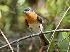 Myiagra cyanoleuca