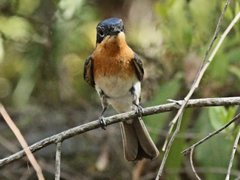 Myiagra cyanoleuca