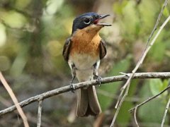 Myiagra cyanoleuca