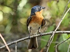 Myiagra cyanoleuca