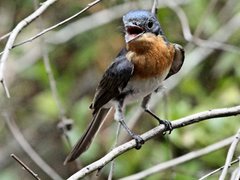 Myiagra cyanoleuca