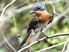 Myiagra cyanoleuca