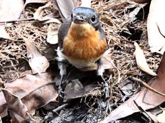Myiagra cyanoleuca