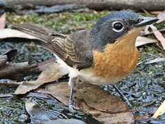 Myiagra cyanoleuca
