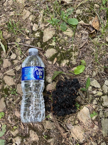 American Black Bear photographed in Alabama