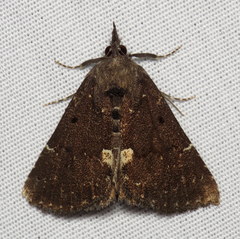 Hypena bijugalis