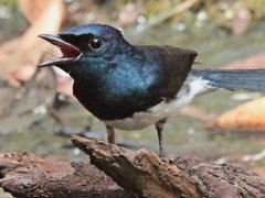 Myiagra cyanoleuca