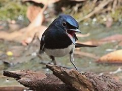 Myiagra cyanoleuca
