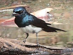 Myiagra cyanoleuca