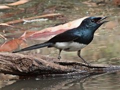 Myiagra cyanoleuca