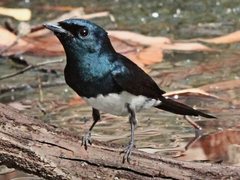 Myiagra cyanoleuca