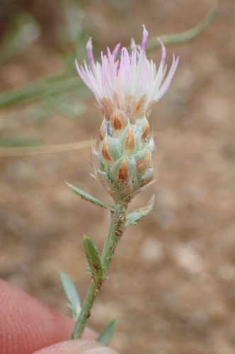 white perennial cornflower (Centaurea alba)