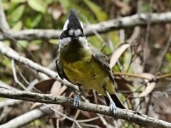 Falcunculus frontatus