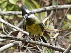 Falcunculus frontatus