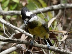 Falcunculus frontatus