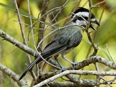 Falcunculus frontatus