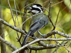 Falcunculus frontatus