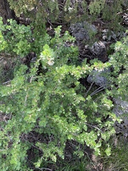 Ribes leptanthum