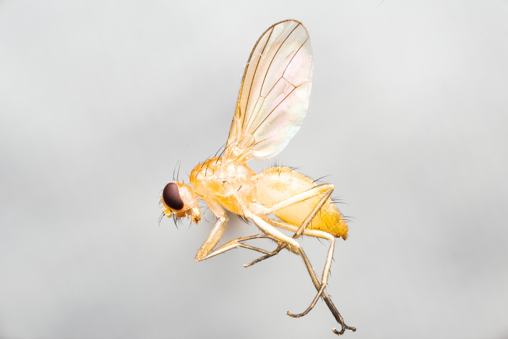 Delininae