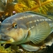 Brazilian Sandperch - Photo (c) Maxi Laborde, some rights reserved (CC BY-NC), uploaded by Maxi Laborde