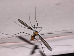 Leptotarsus clavatus