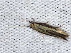 Opogona stenocraspeda