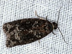 Thrincophora signigerana