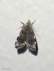 Eido trimaculella