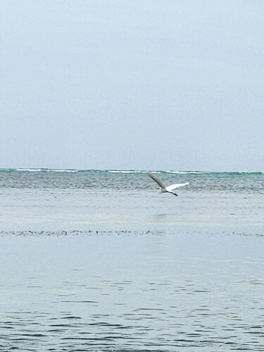 Cayo Cachiboca
