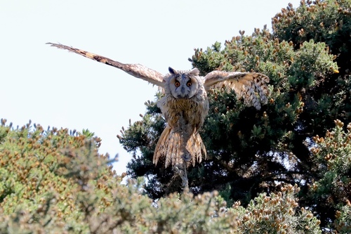 Búho chico (Asio otus)