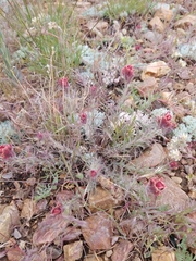 Castilleja cinerea
