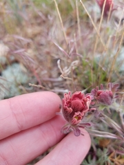 Castilleja cinerea