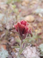 Castilleja cinerea