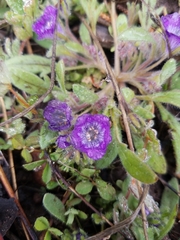 Phacelia curvipes
